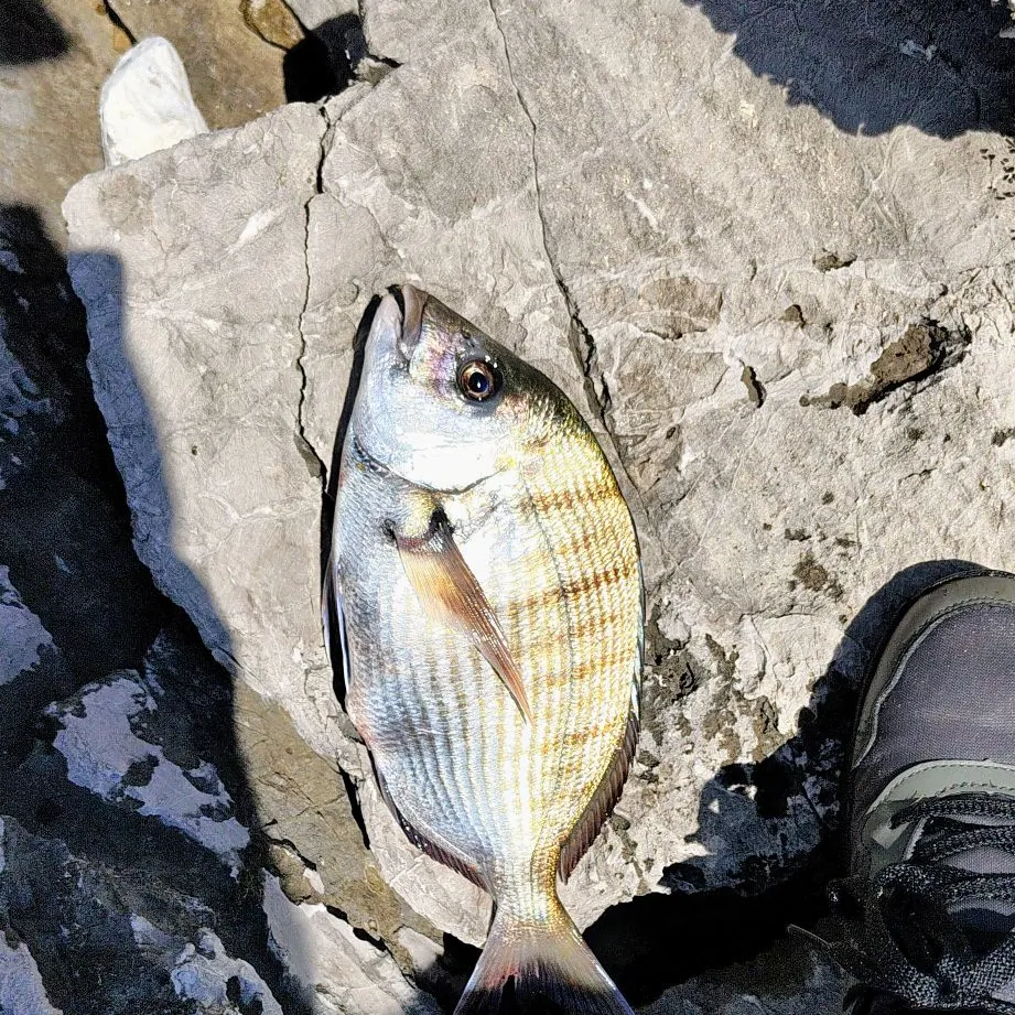 The most recent White seabream catches on Fishbrain