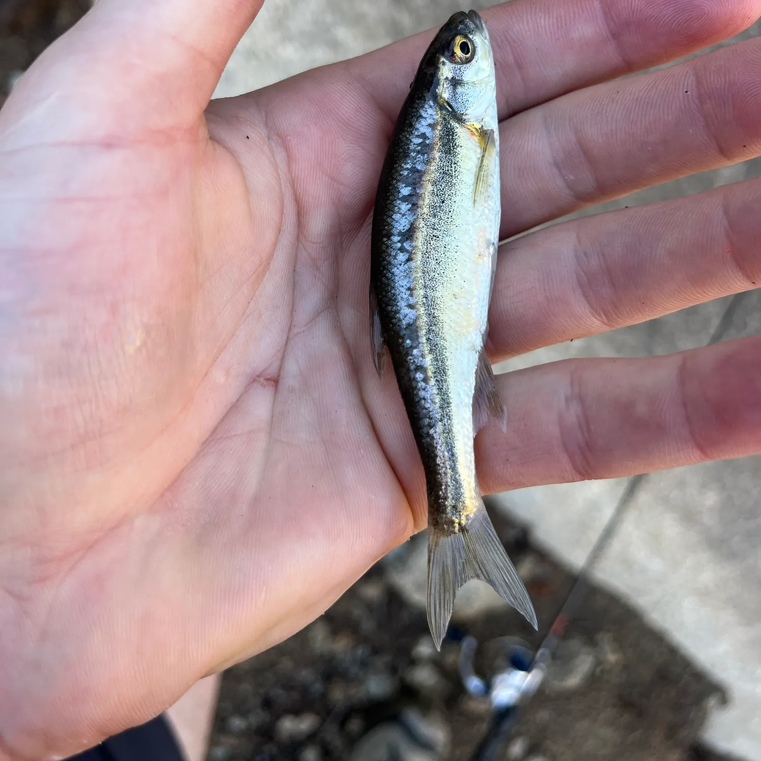 The most recent Redside shiner catches on Fishbrain