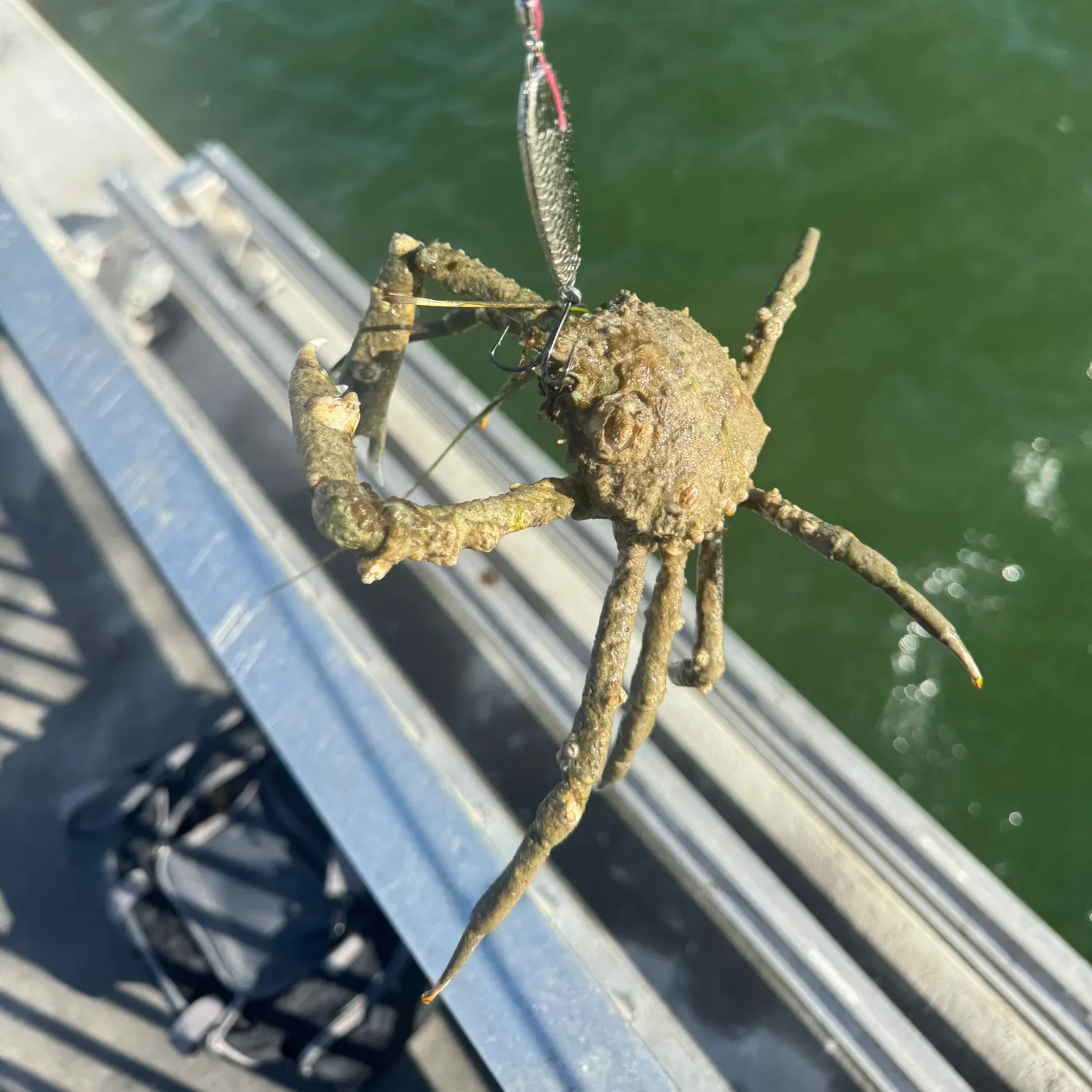 The most recent European spider crab catches on Fishbrain
