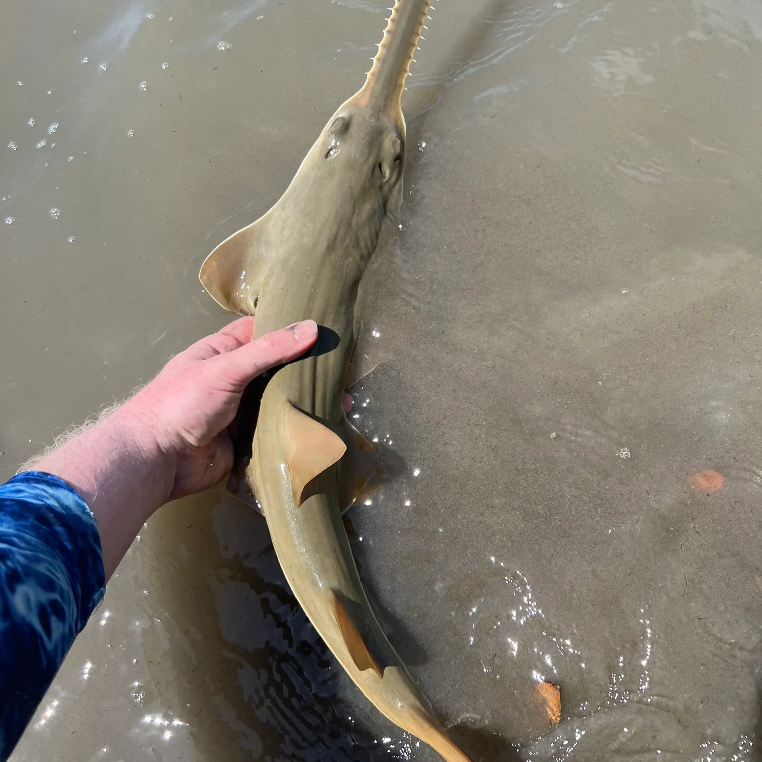 The most recent Smalltooth sawfish catches on Fishbrain