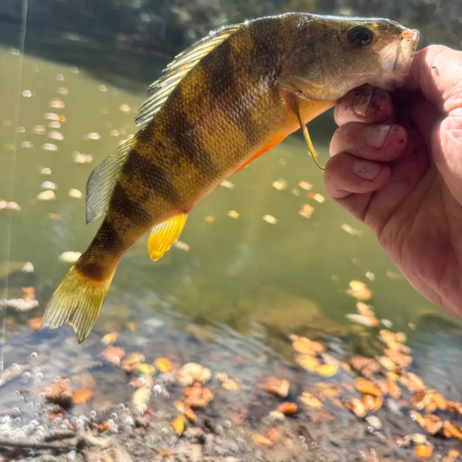 Yellow perch caught on Fishbrain