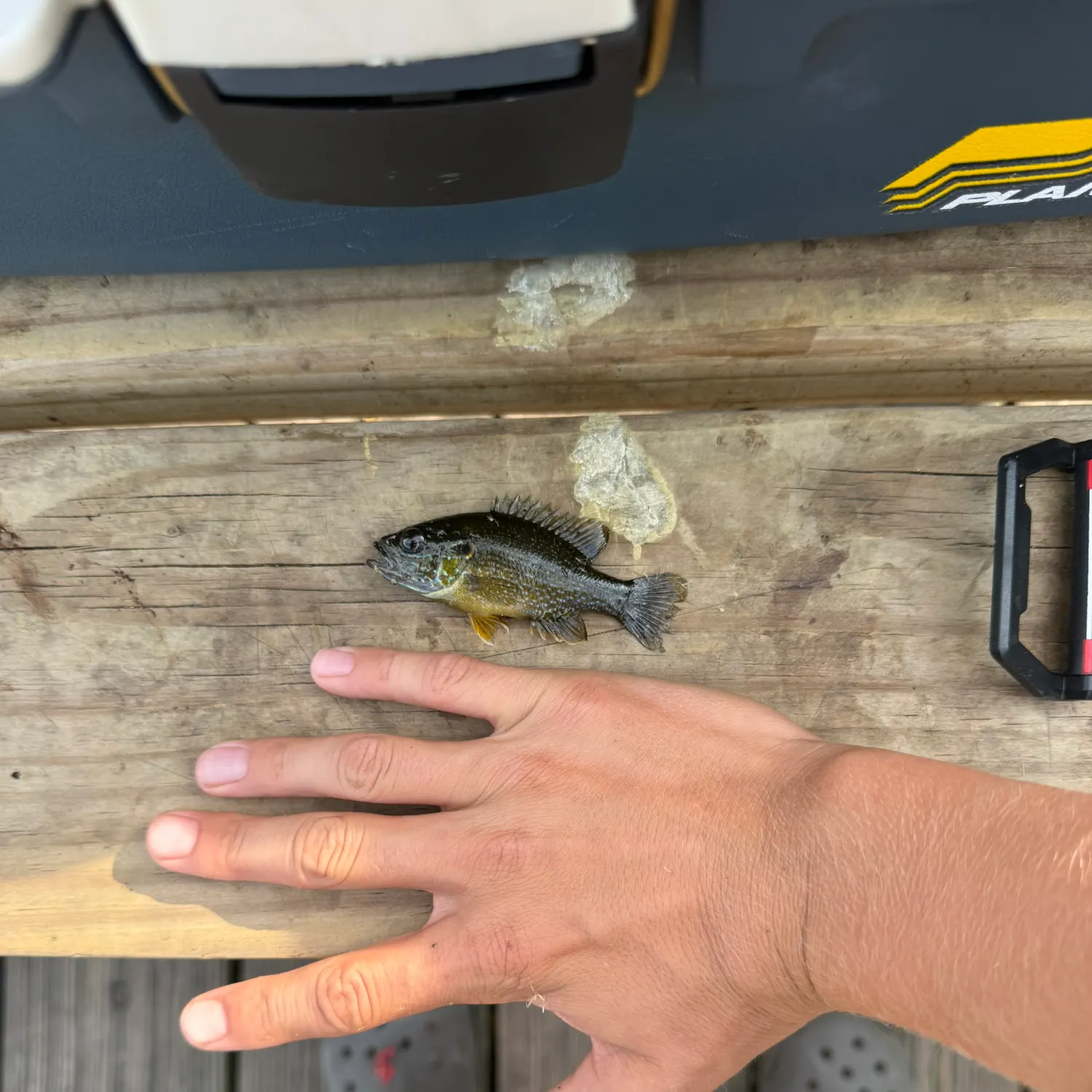Green sunfish caught on Fishbrain