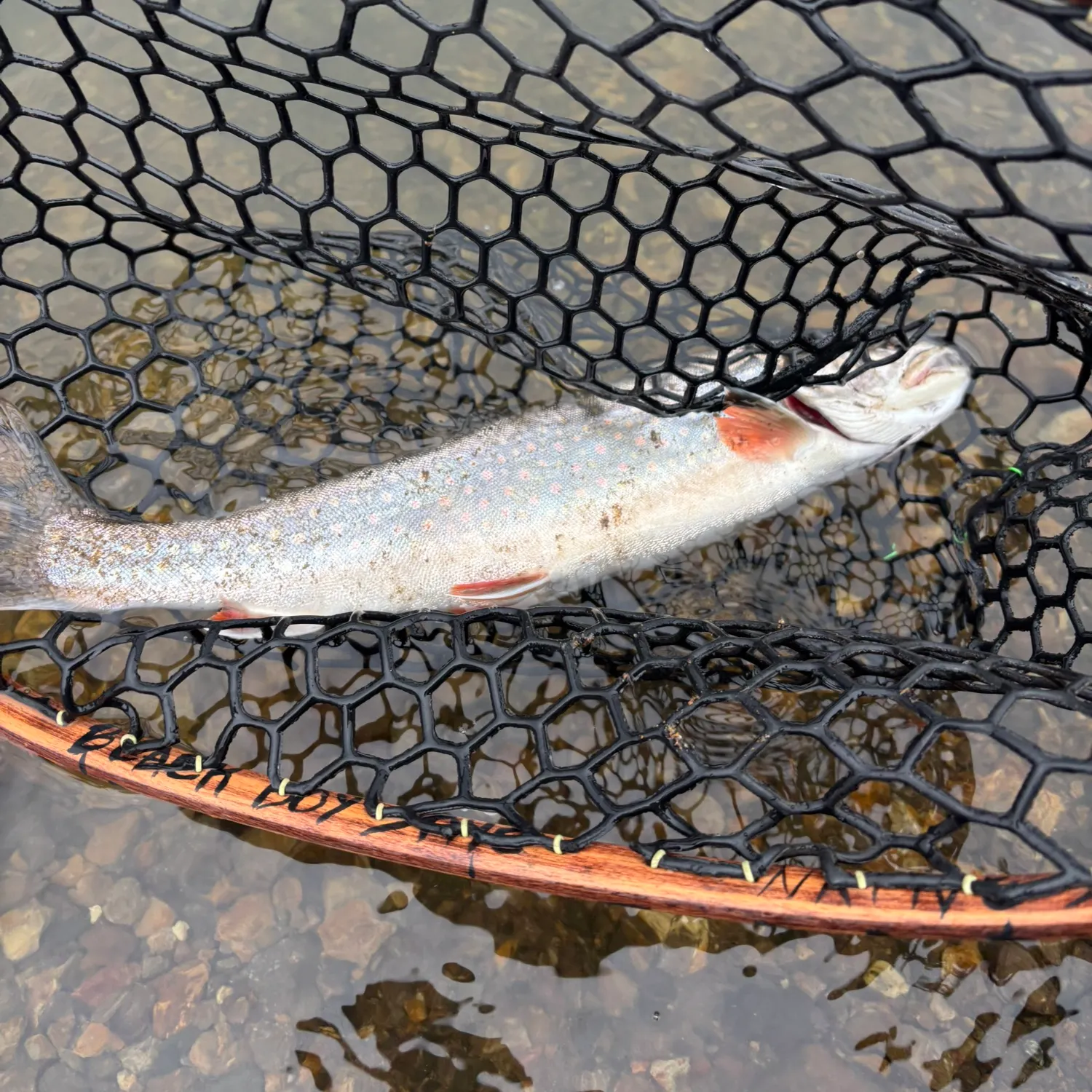 The most recent Splake catches on Fishbrain