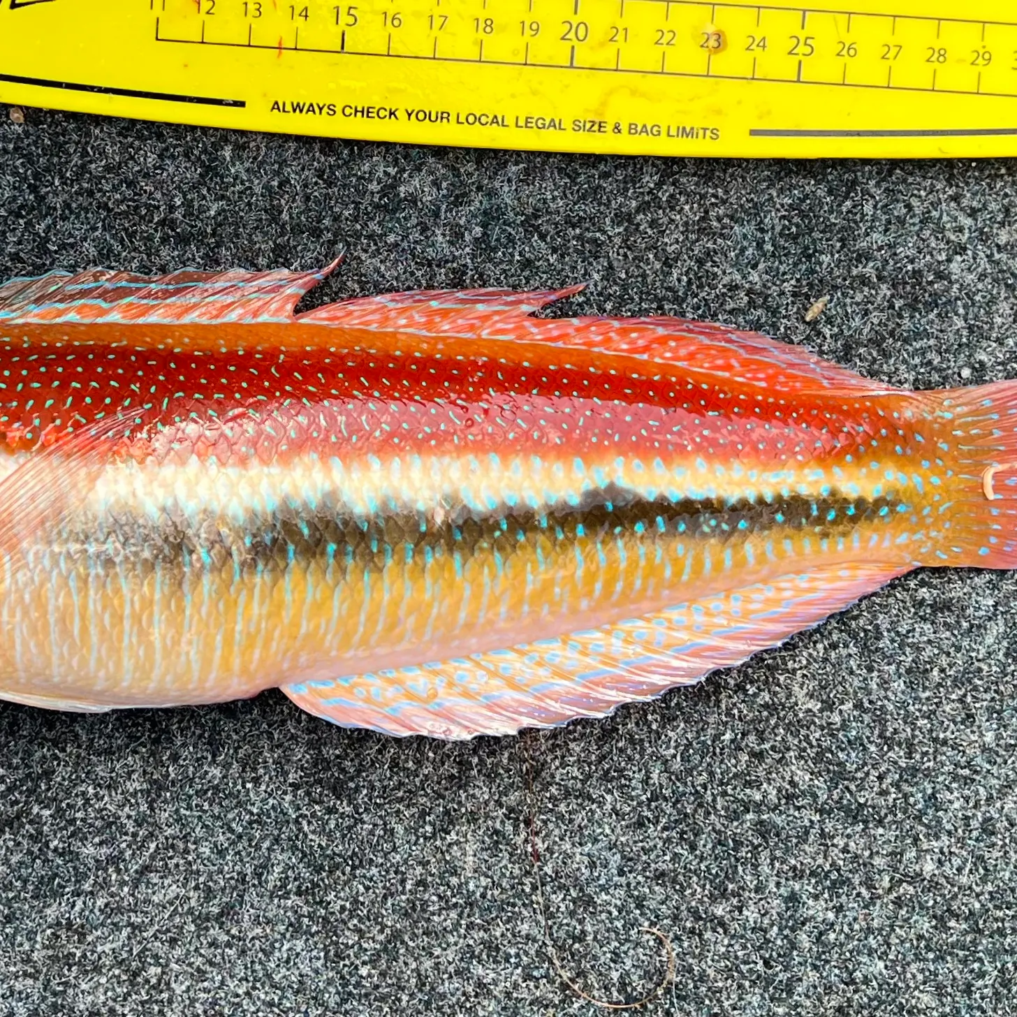 recently logged catches