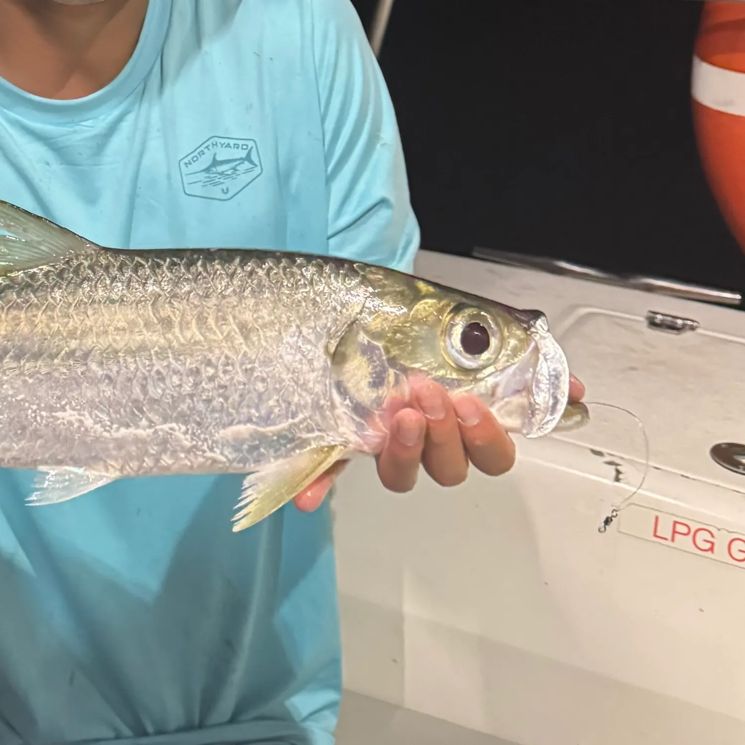 The most recent Indo-Pacific tarpon catches on Fishbrain