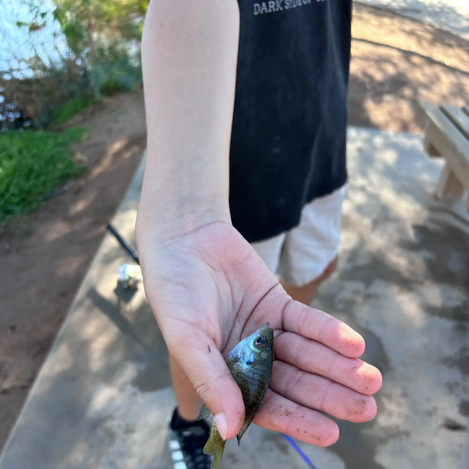 Bluegill caught on Fishbrain