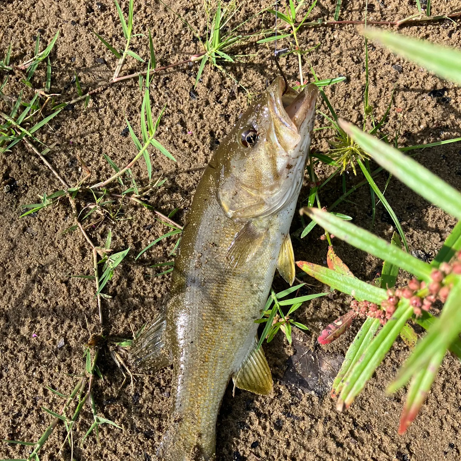 Smallmouth bass caught on Fishbrain