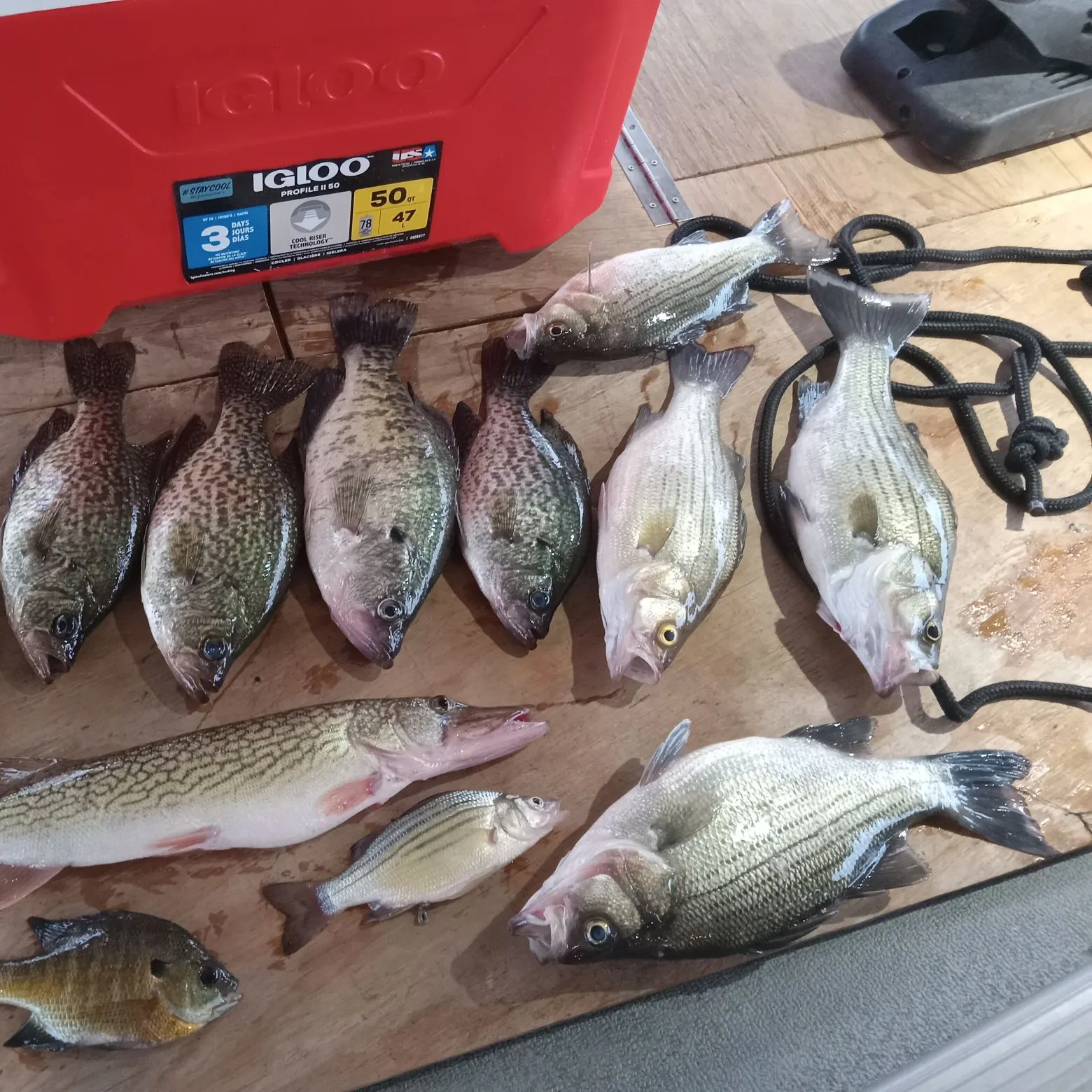 recently logged catches