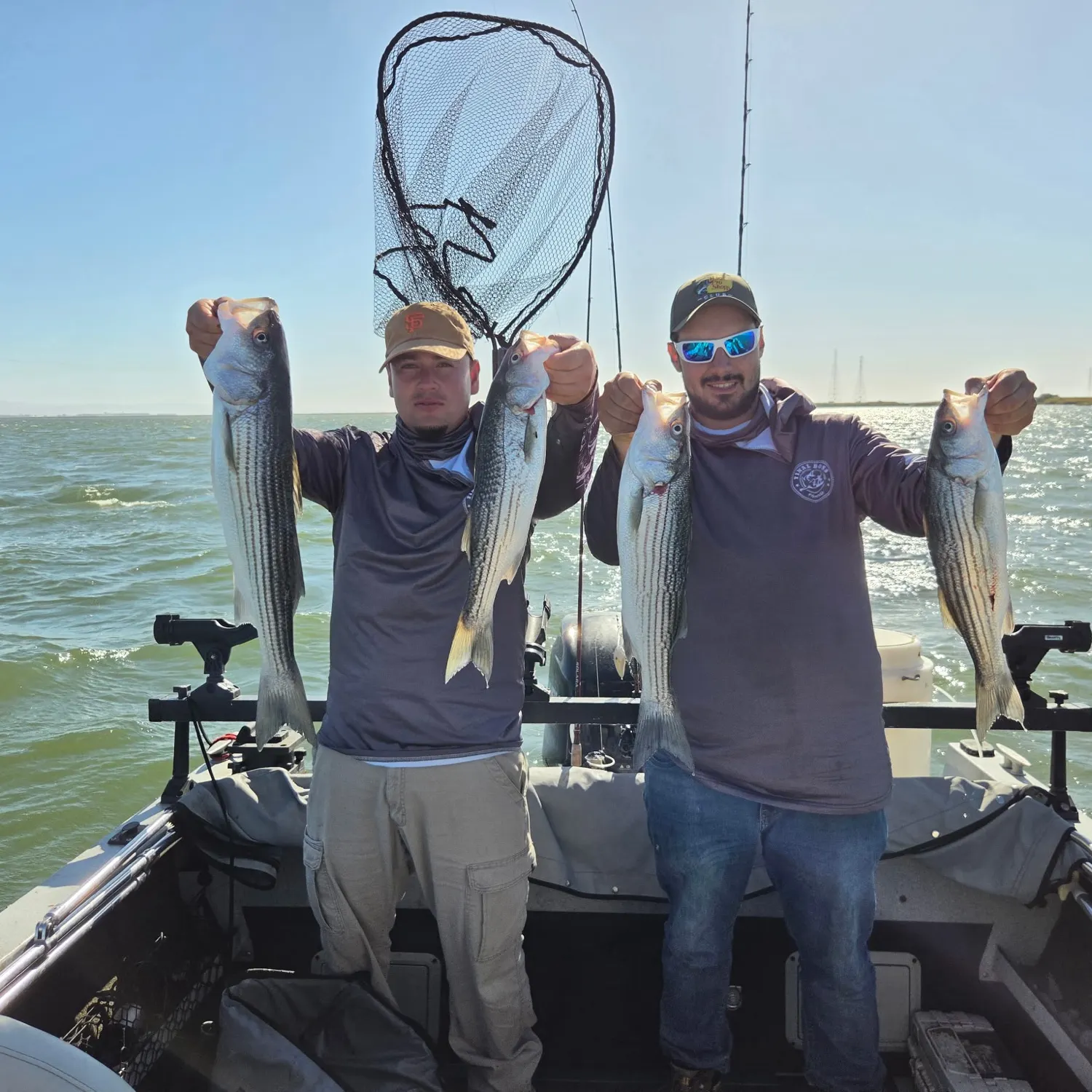 Striped bass caught on Fishbrain