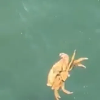 The most recent Atlantic rock crab catches on Fishbrain