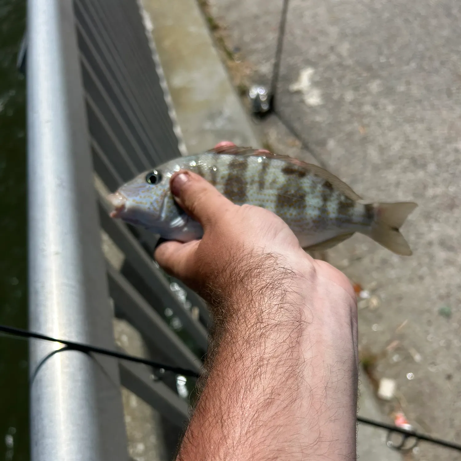 most liked catch image