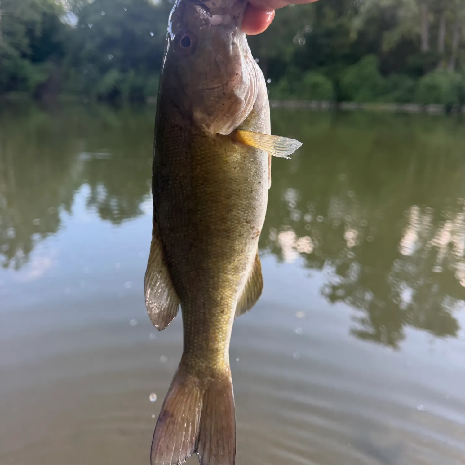 Smallmouth bass caught on Fishbrain