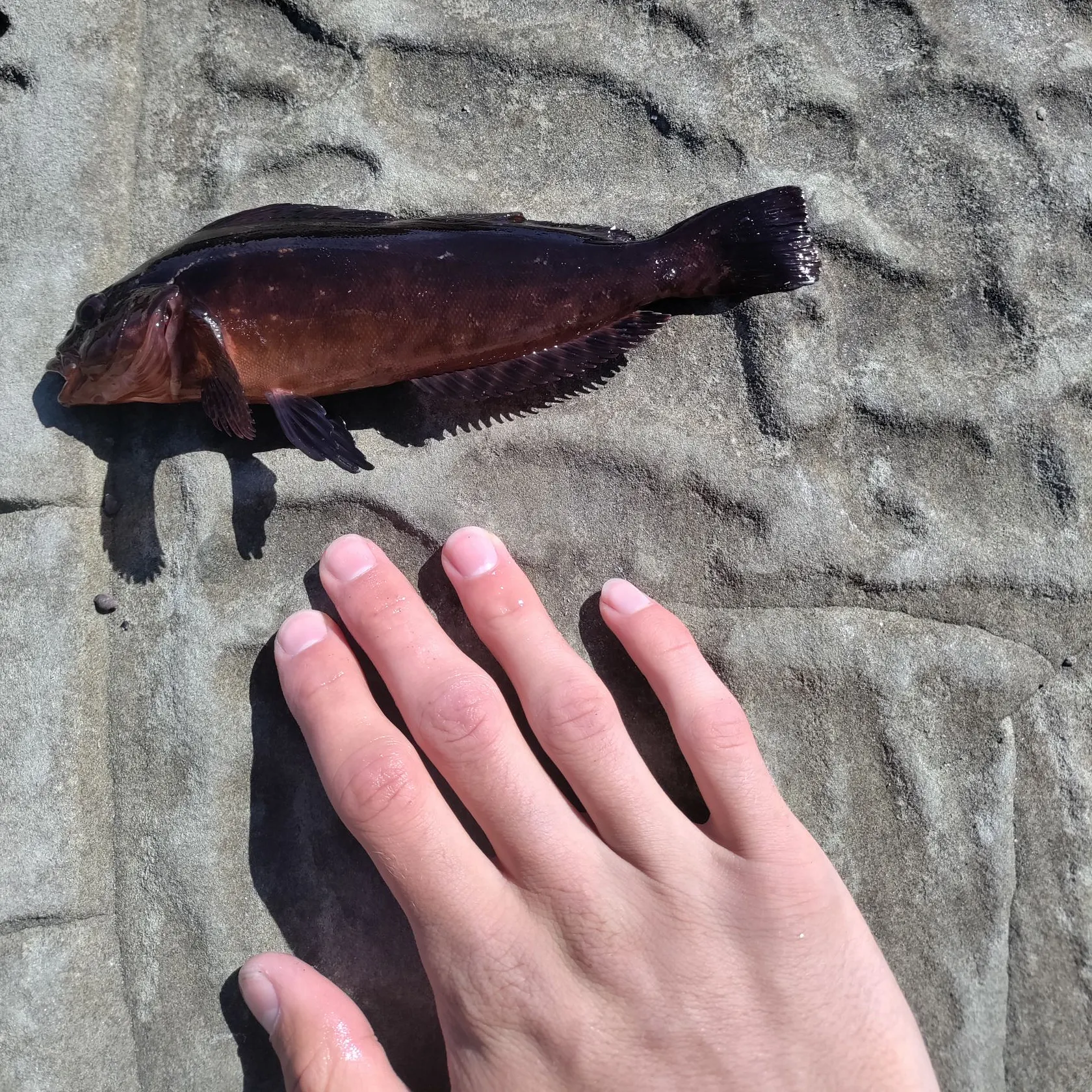 The most recent Kelp greenling catches on Fishbrain