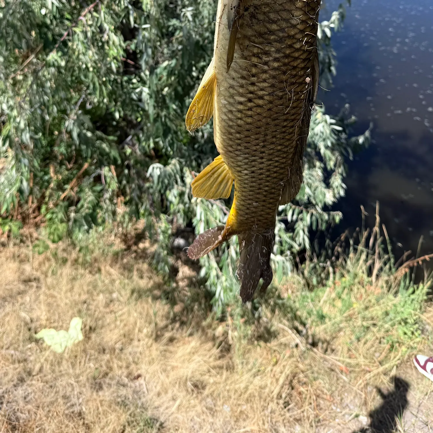 Common carp caught on Fishbrain