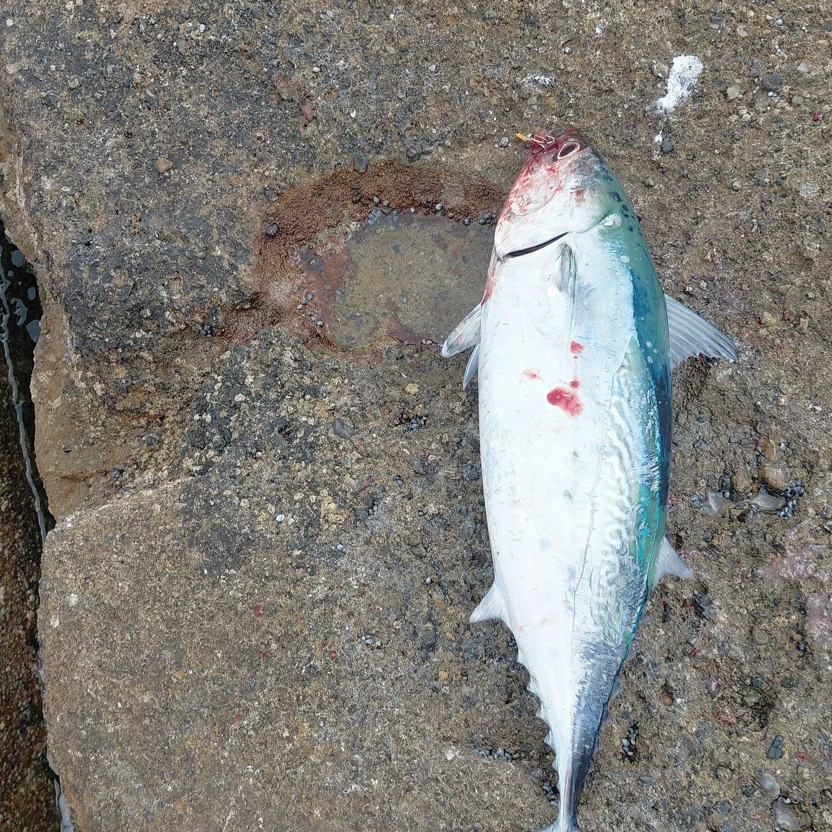 The most recent Kawakawa catches on Fishbrain