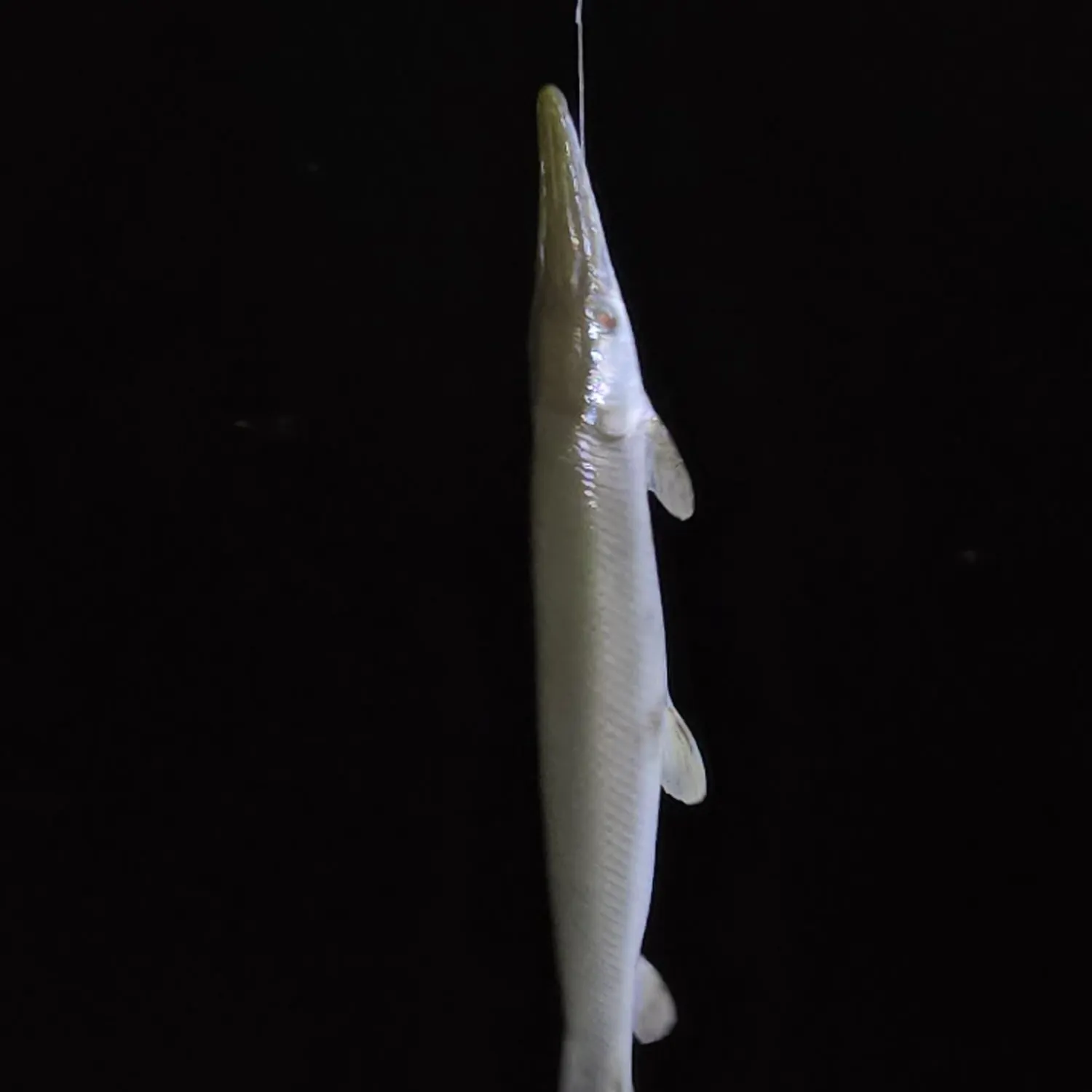 Shortnose gar caught on Fishbrain