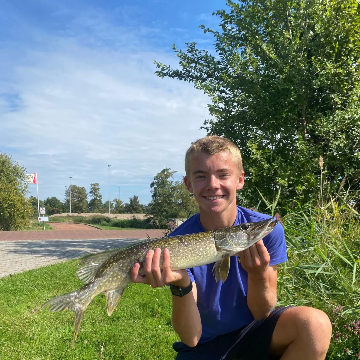 Northern pike caught on Fishbrain