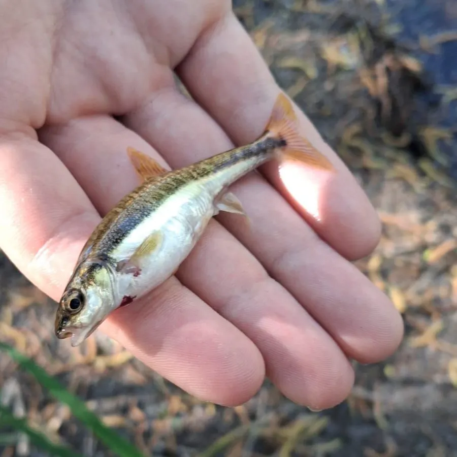 The most recent Eurasian minnow catches on Fishbrain