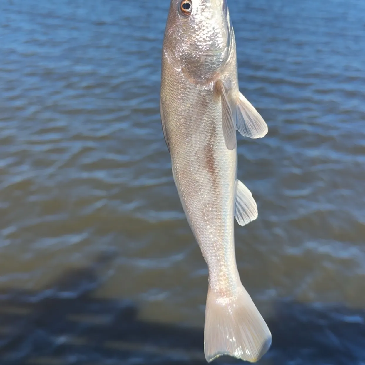 Gulf kingcroaker caught on Fishbrain