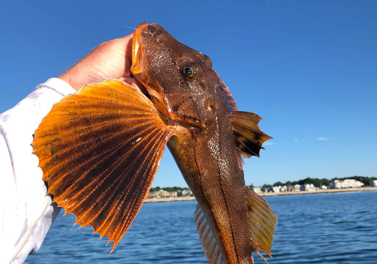 Tub gurnard