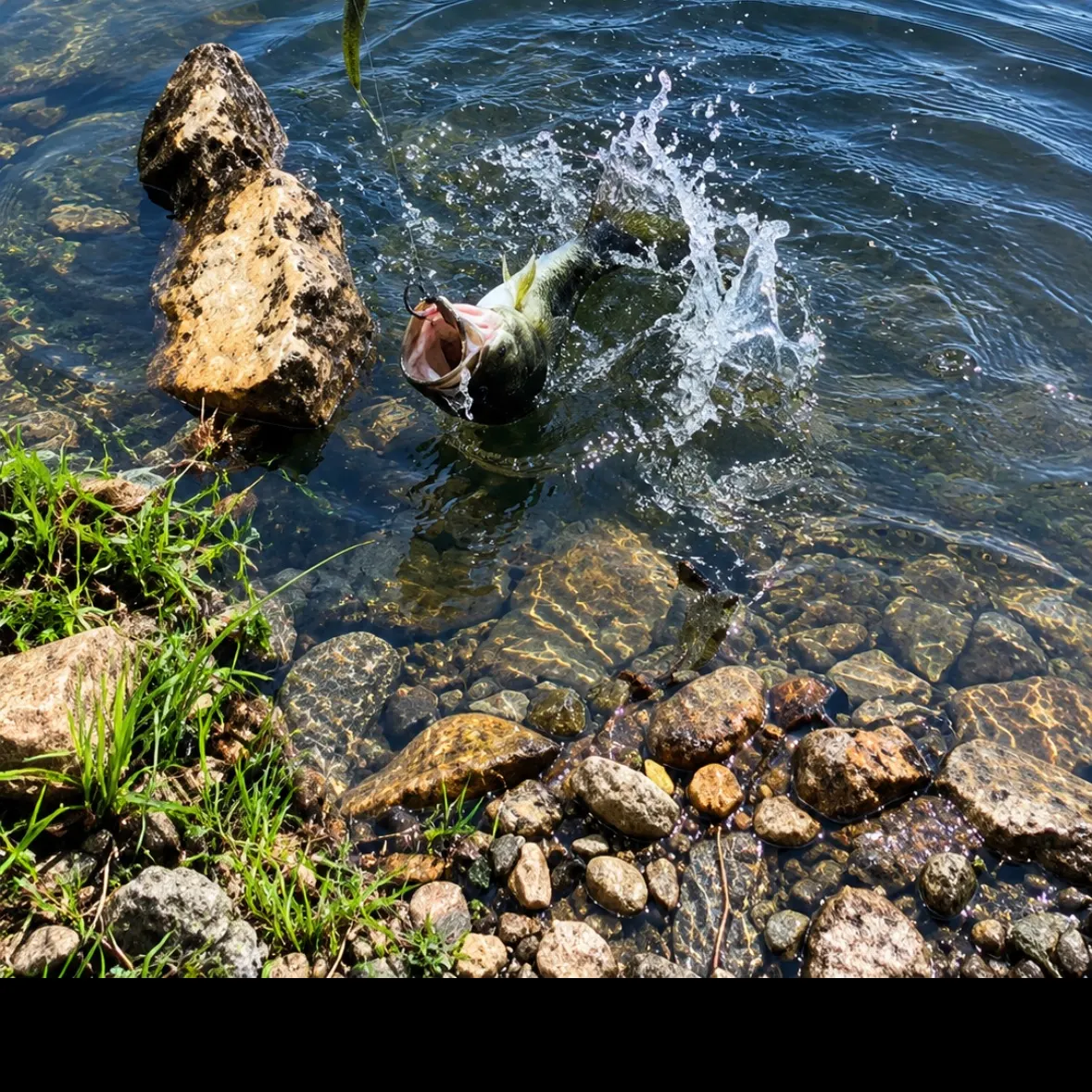 Largemouth bass caught on Fishbrain
