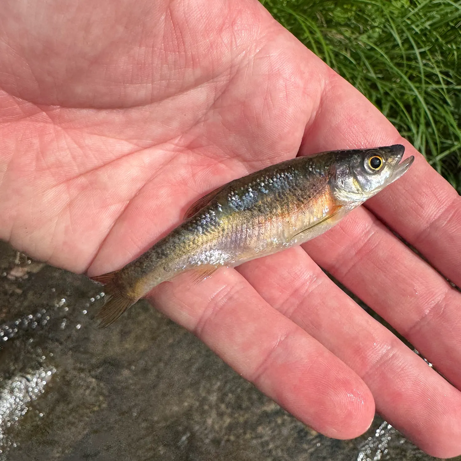 The most recent Rosyside dace catches on Fishbrain