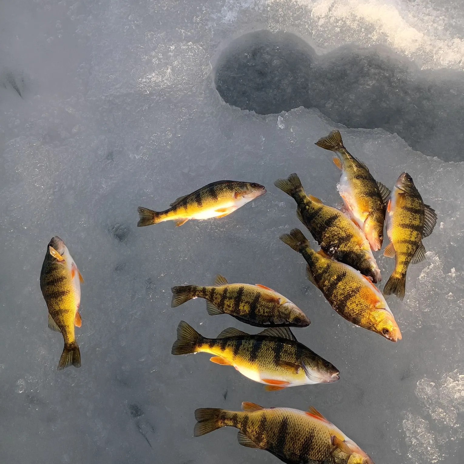 Yellow perch caught on Fishbrain