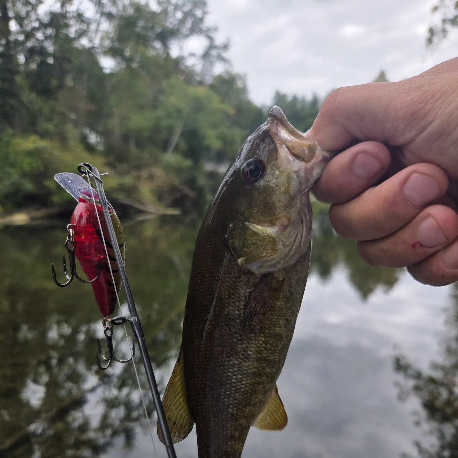 Smallmouth bass caught on Fishbrain