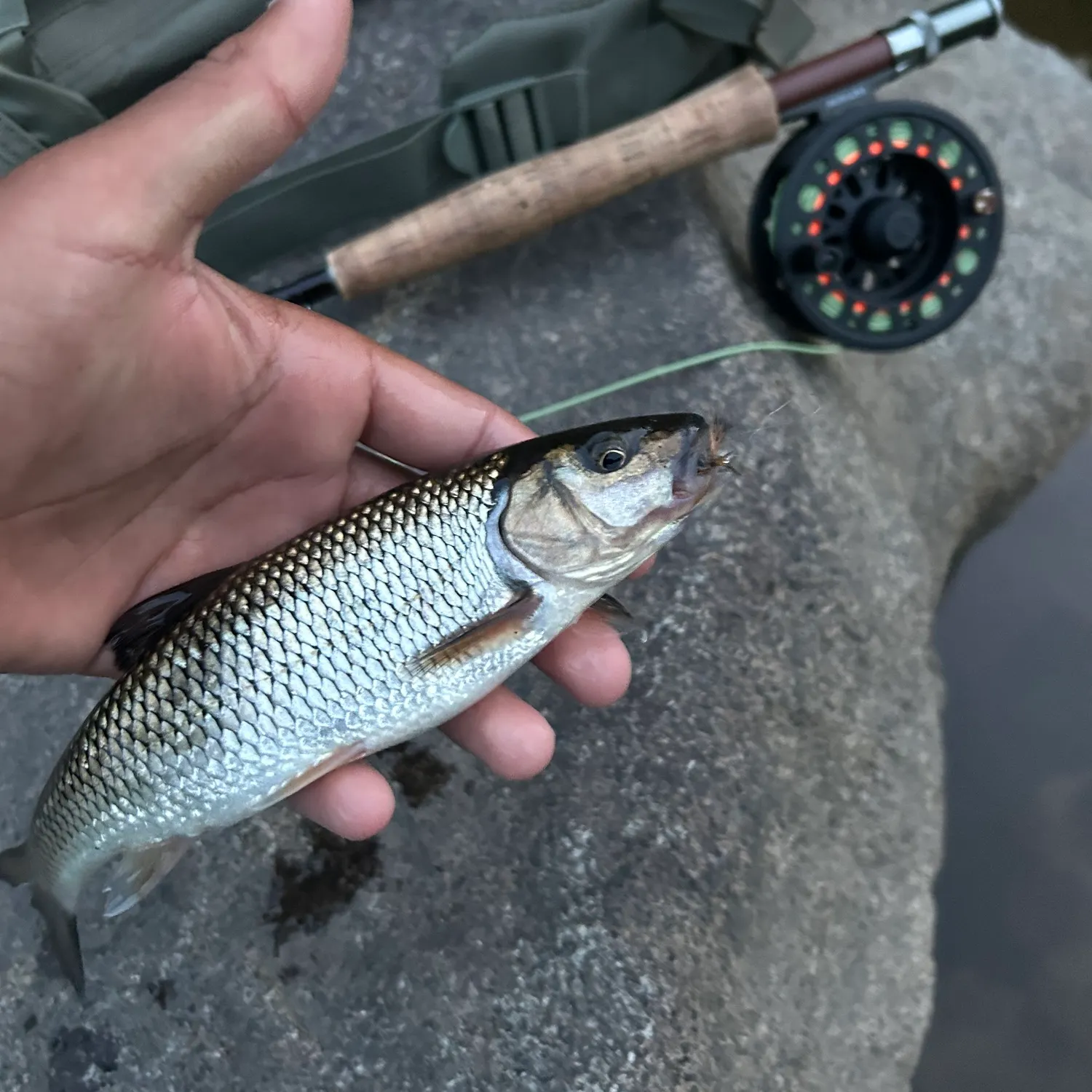 The most recent Fallfish catches on Fishbrain