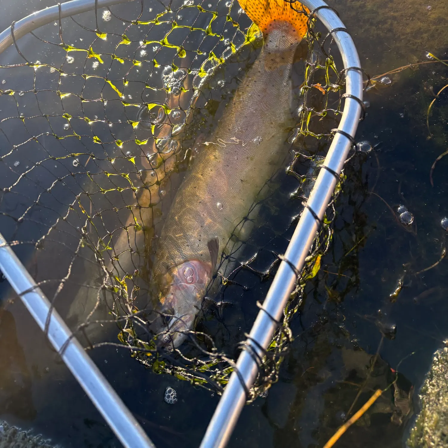 Lahontan cutthroat trout caught on Fishbrain