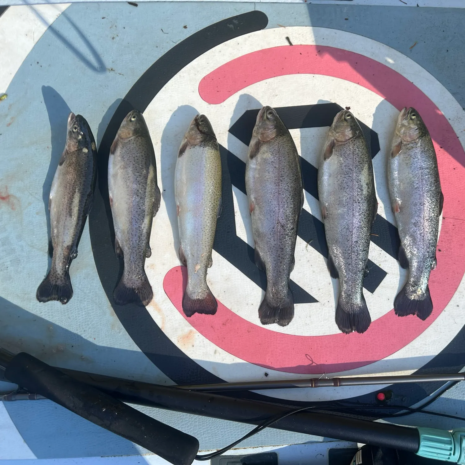 Rainbow trout caught on Fishbrain