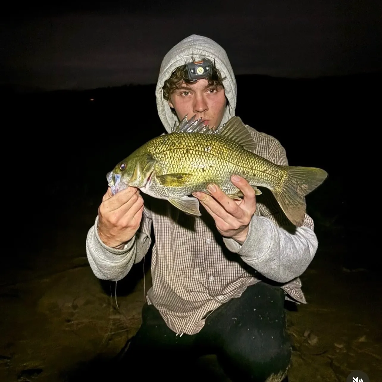 The most recent Australian bass catches on Fishbrain