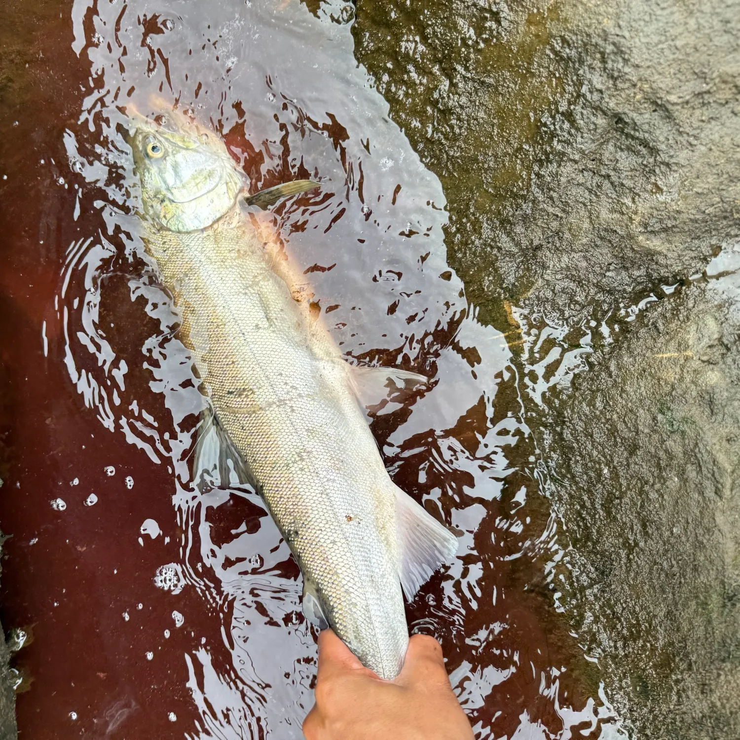 Coho salmon caught on Fishbrain
