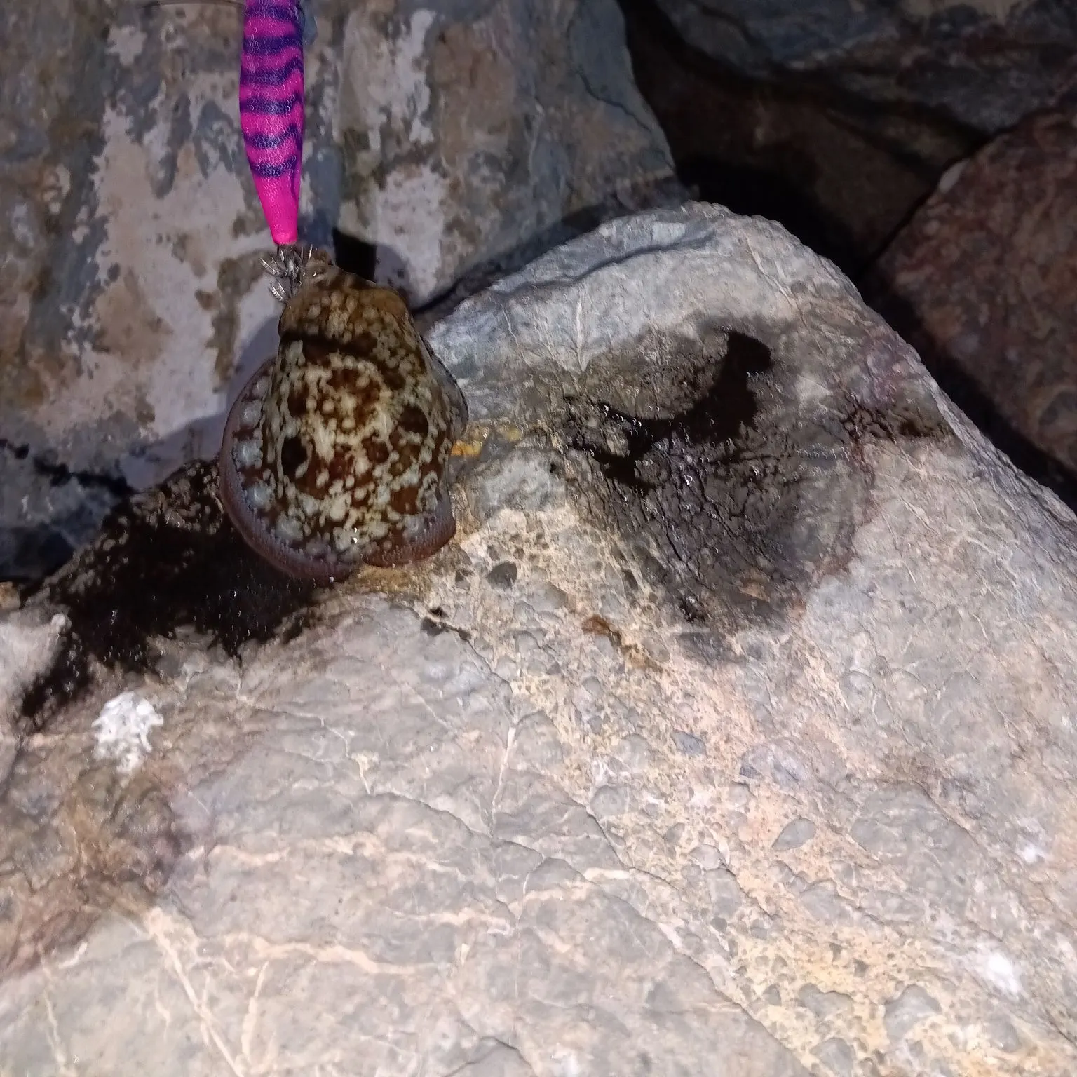 The most recent Common cuttlefish catches on Fishbrain