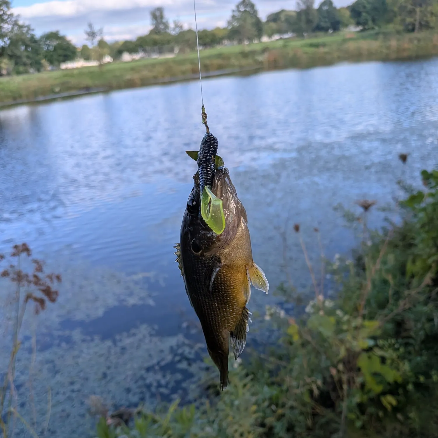Green sunfish caught on Fishbrain
