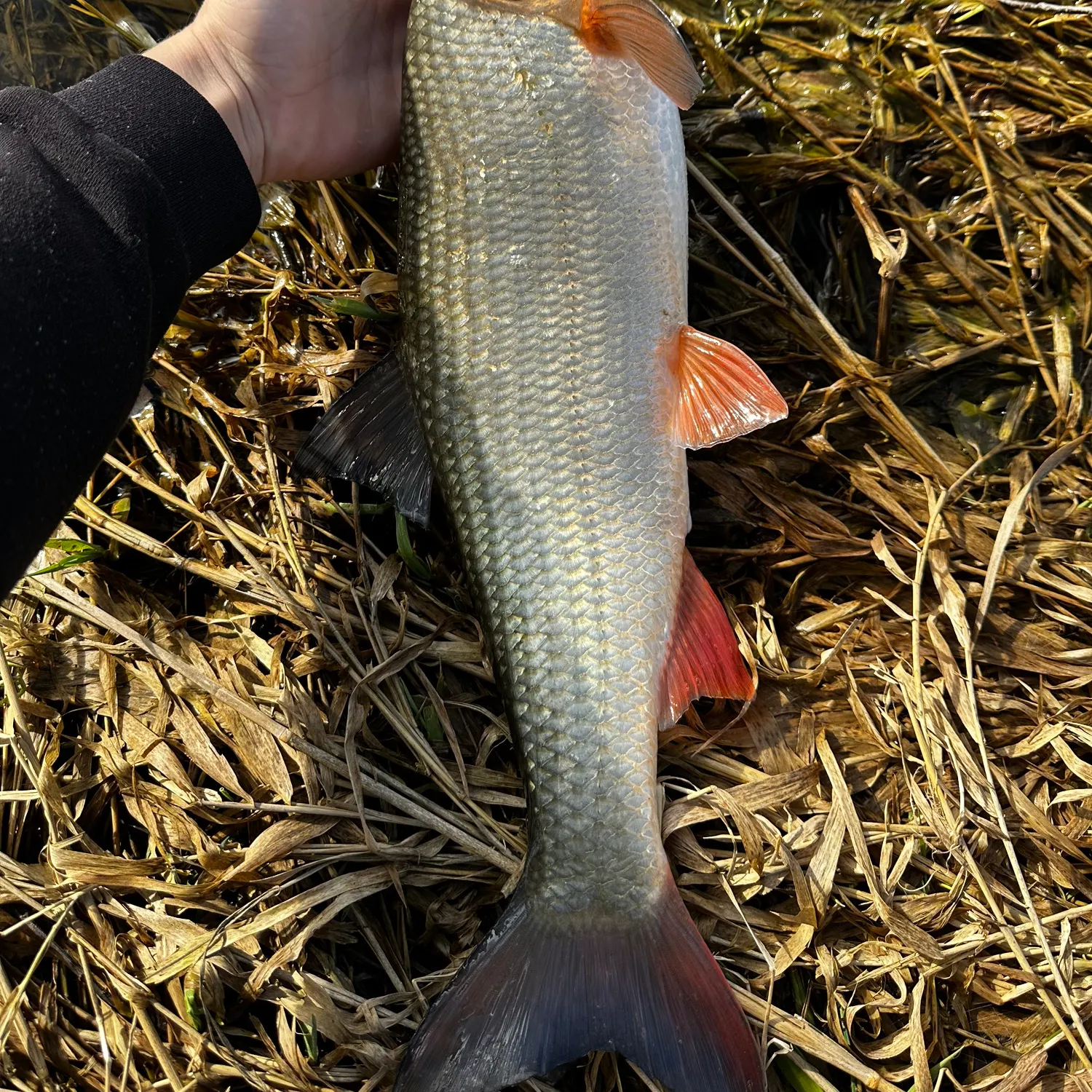 The most recent Common nase catches on Fishbrain