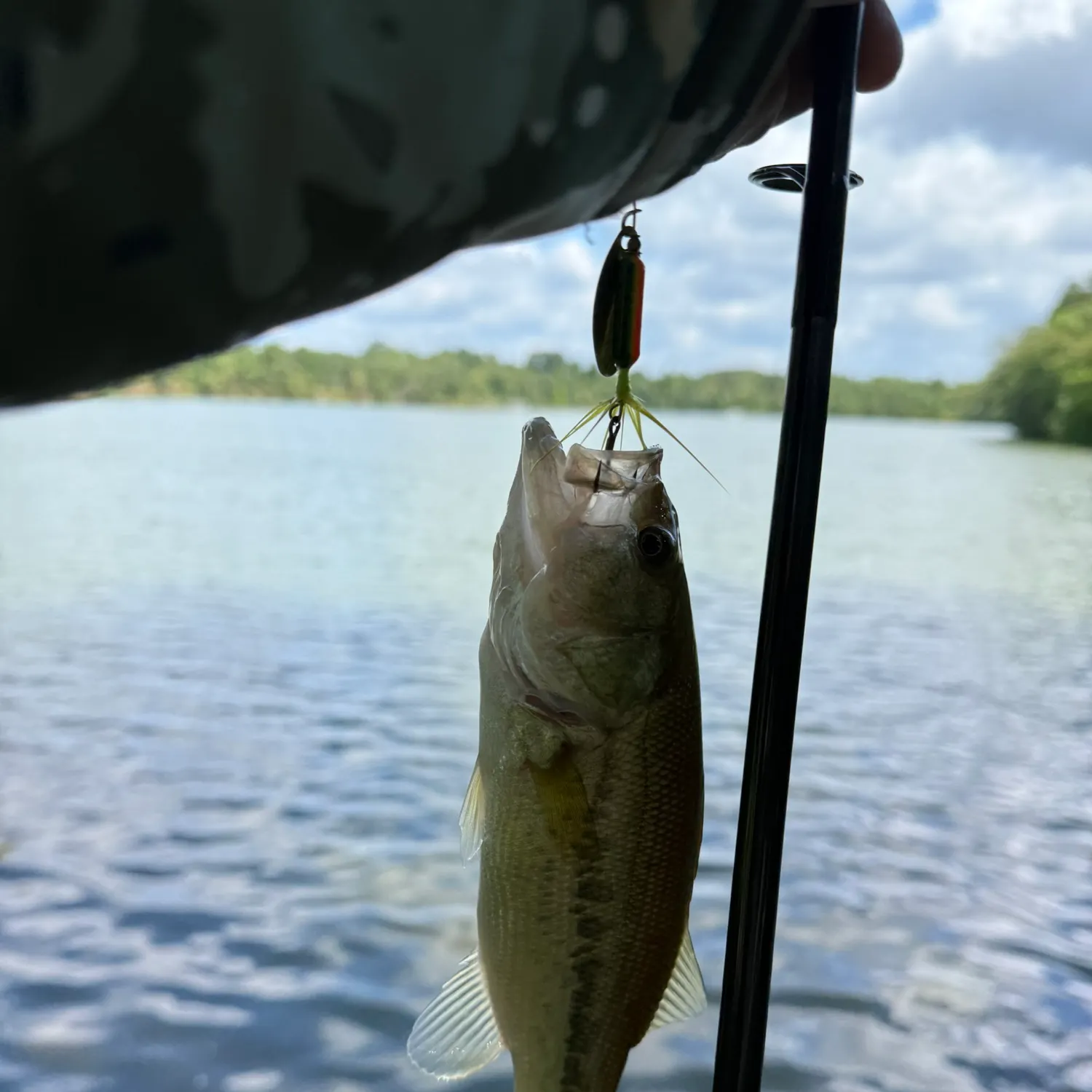 Largemouth bass caught on Fishbrain