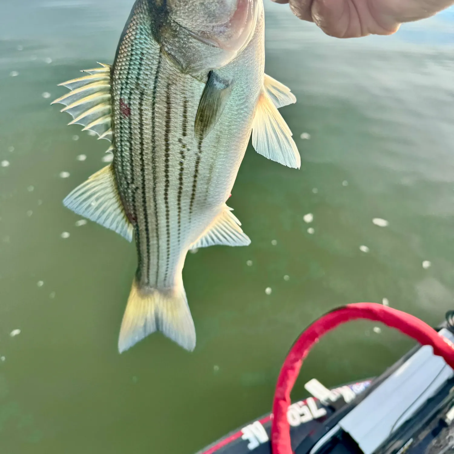 Wiper caught on Fishbrain