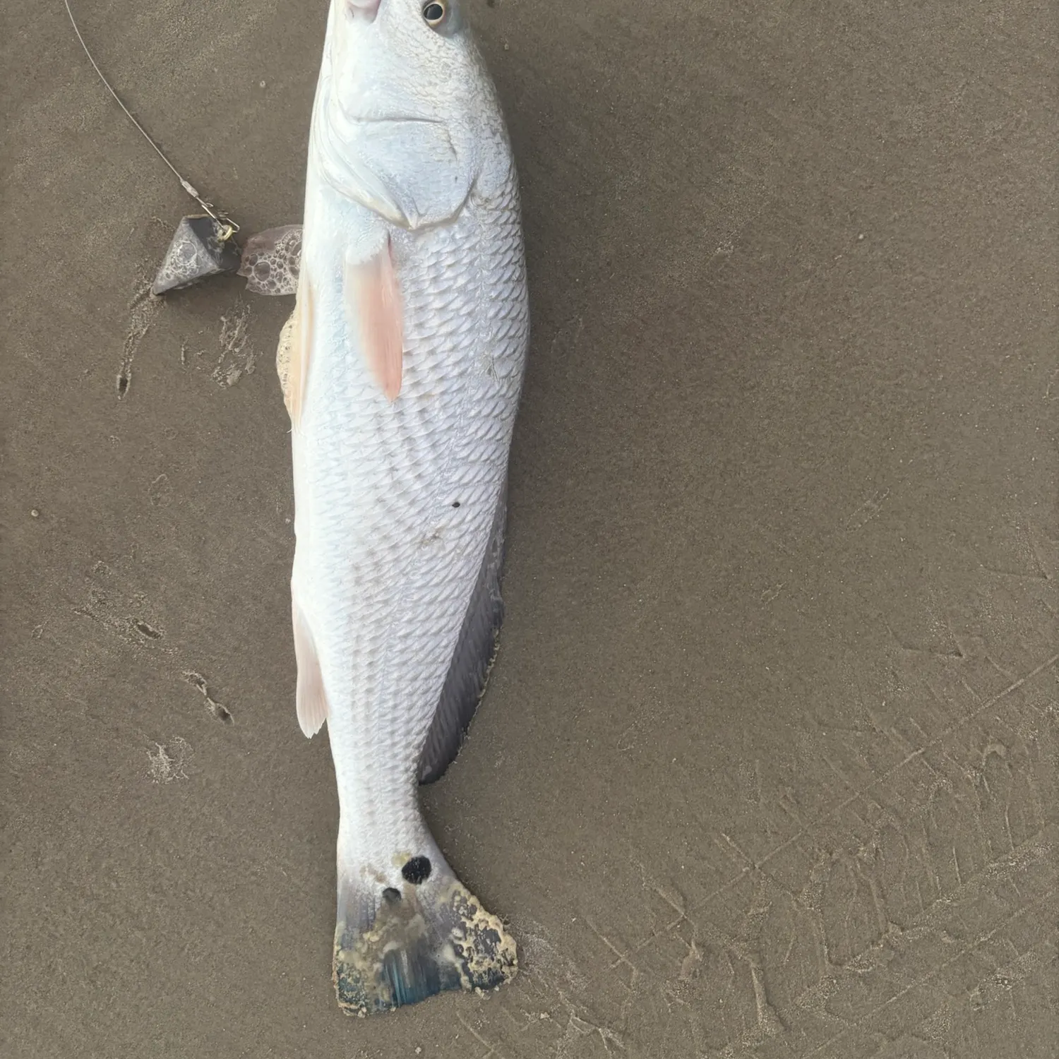 Red drum caught on Fishbrain