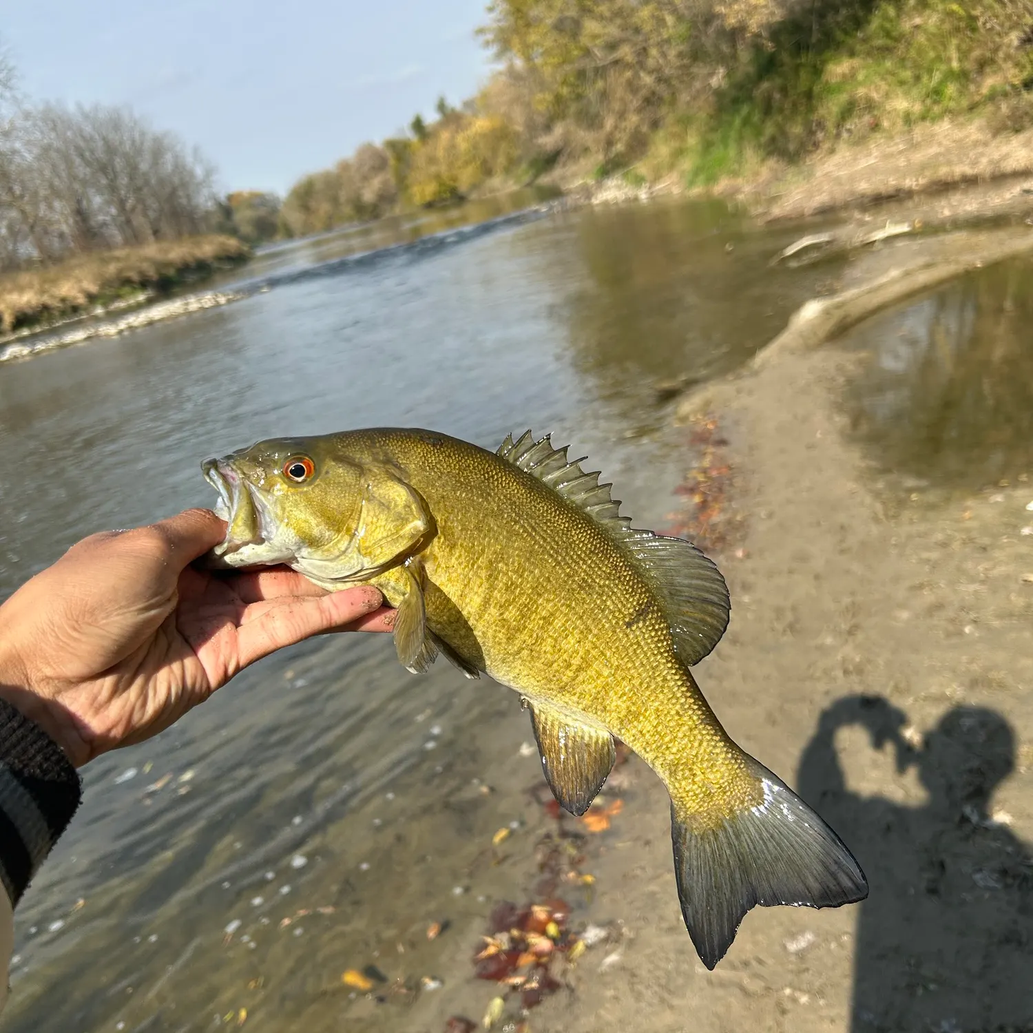 Smallmouth bass caught on Fishbrain