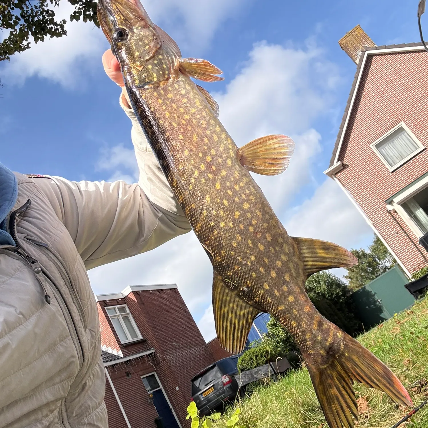 Northern pike caught on Fishbrain