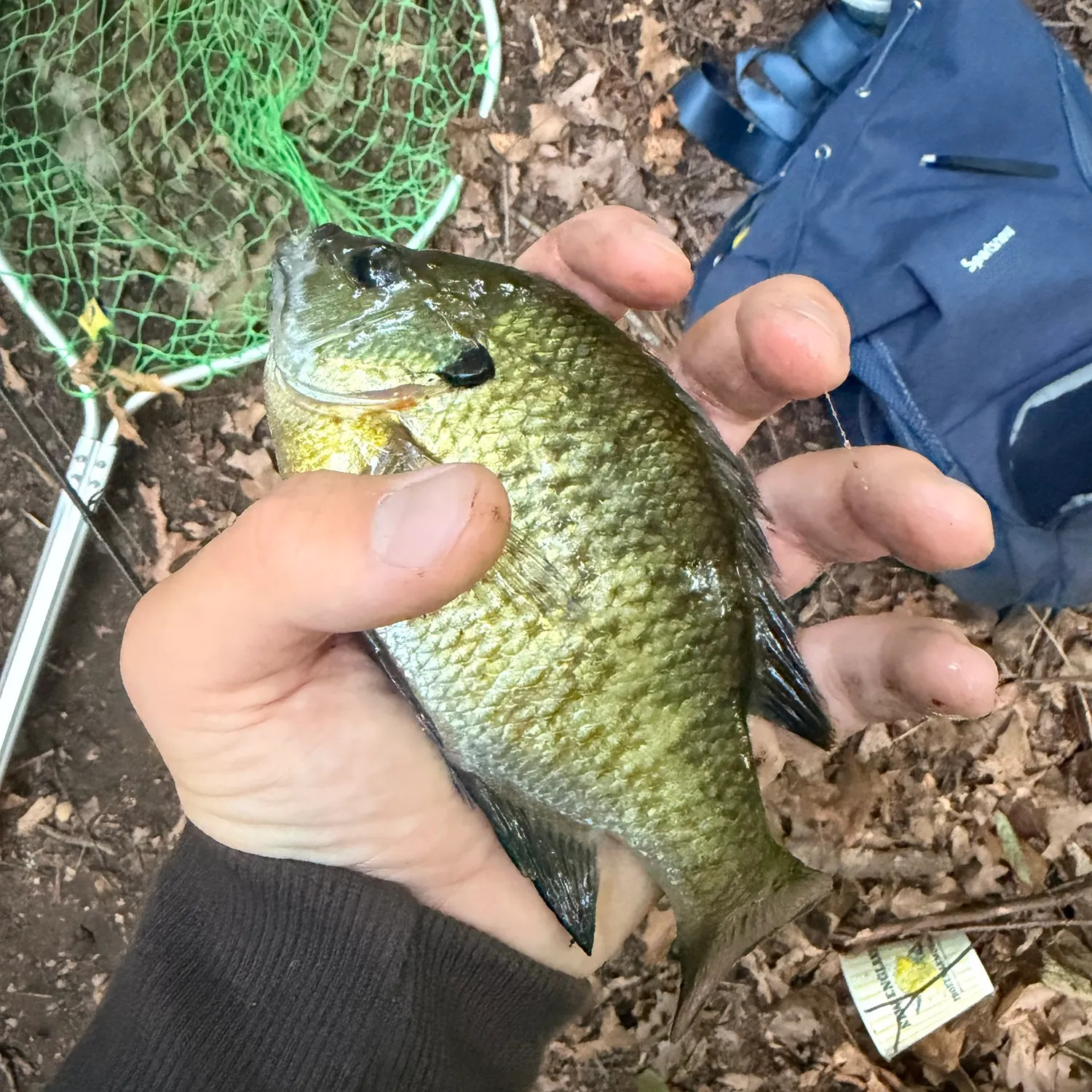 Bluegill caught on Fishbrain