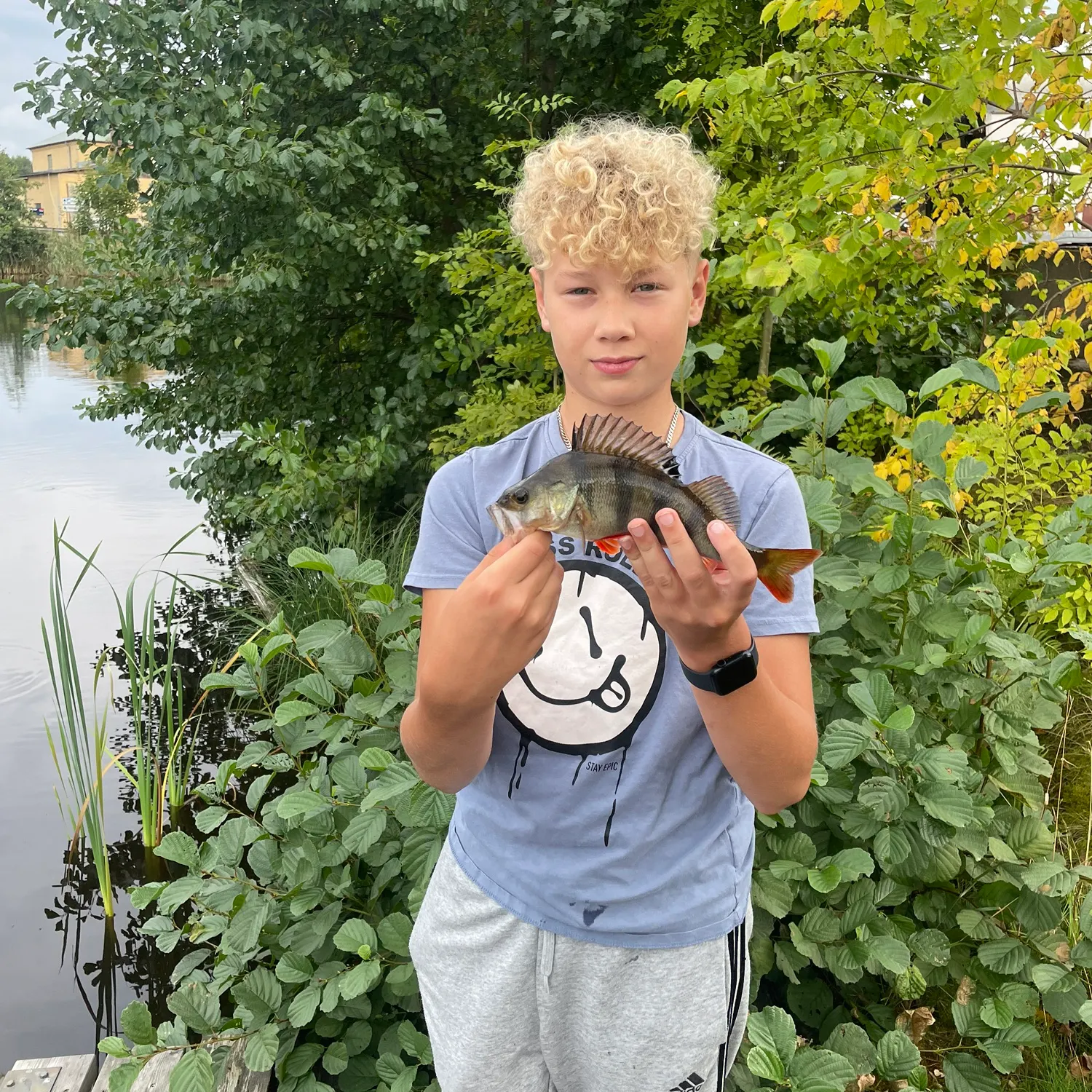 European perch caught on Fishbrain