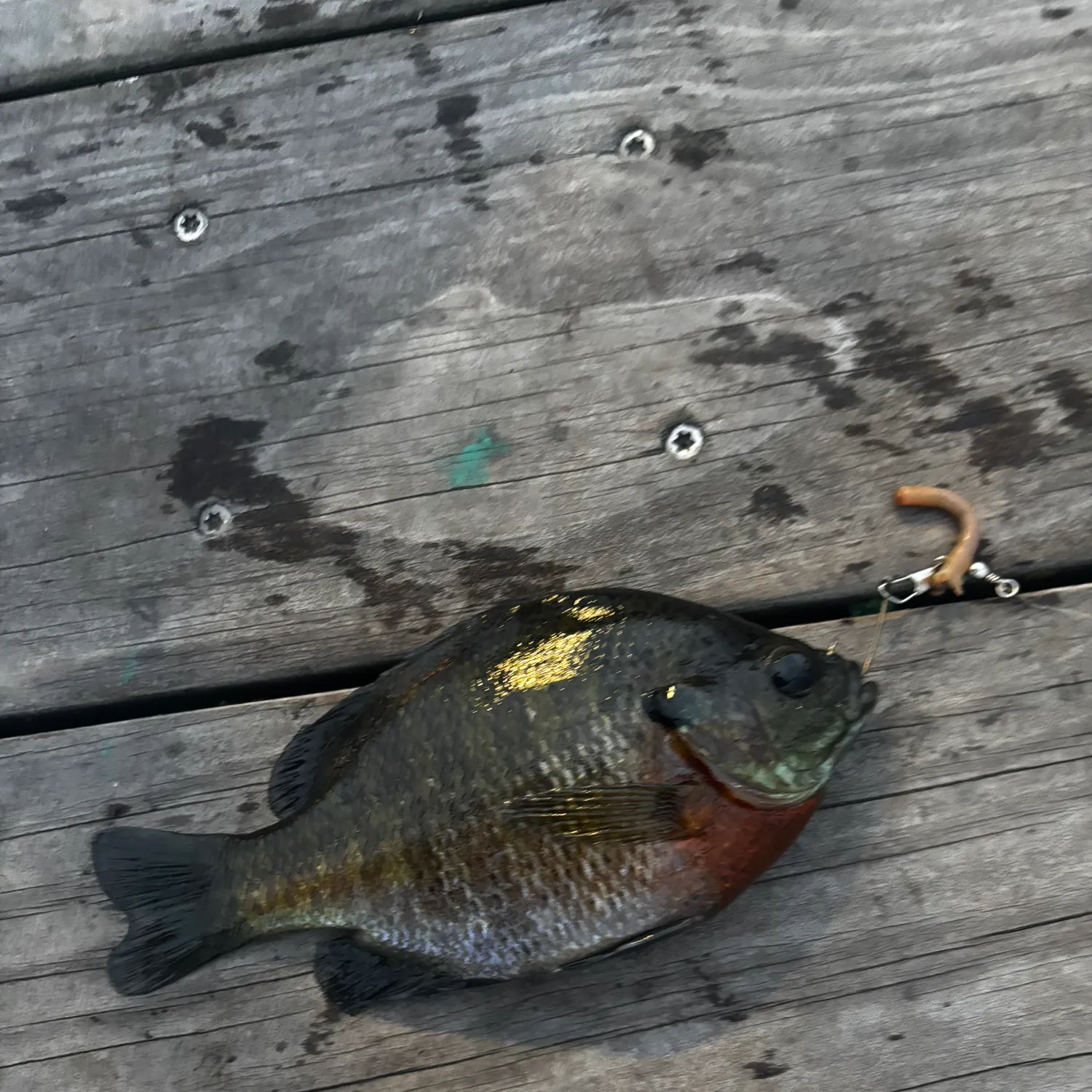 Bluegill caught on Fishbrain