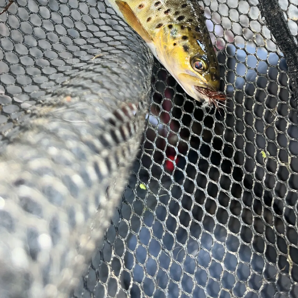 Brown trout caught on Fishbrain