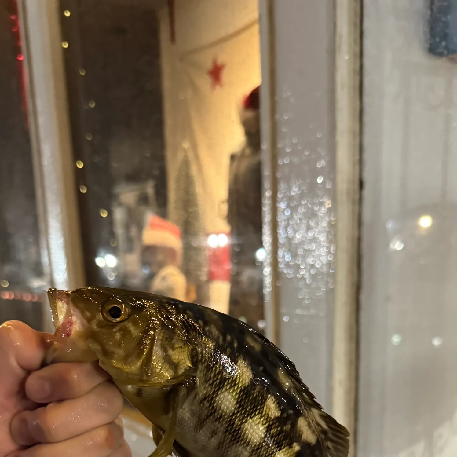 The most recent Kelp bass catches on Fishbrain