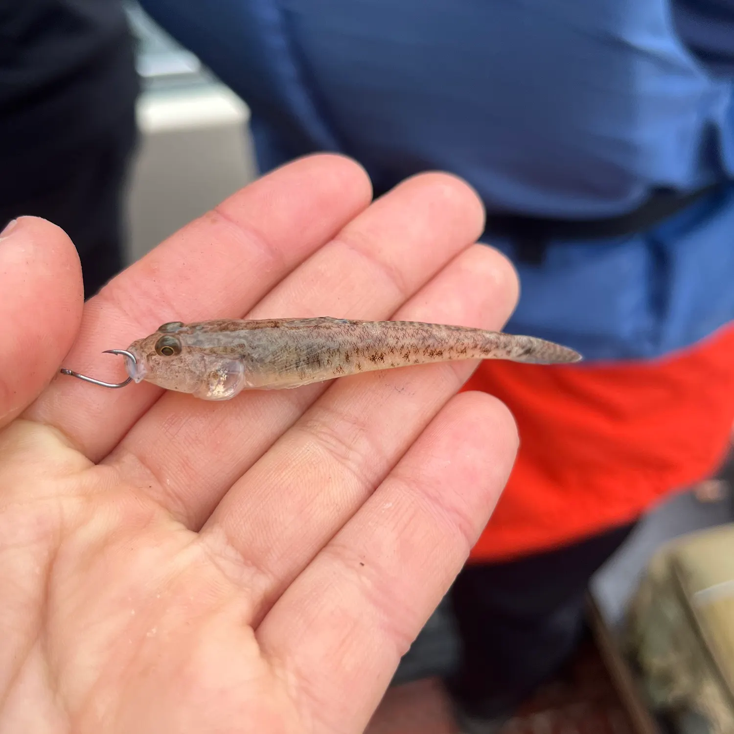 The most recent Sand goby catches on Fishbrain