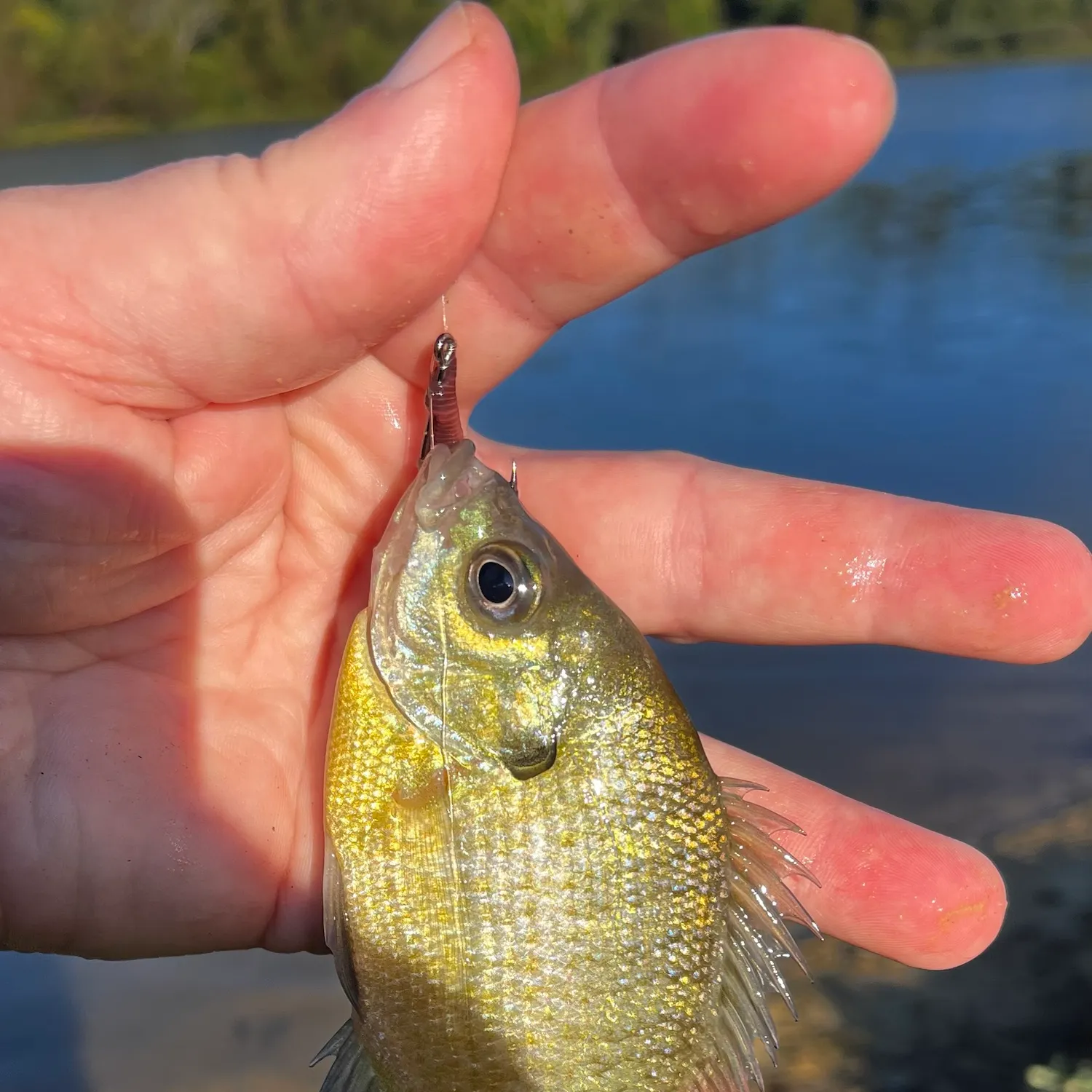 Bluegill caught on Fishbrain