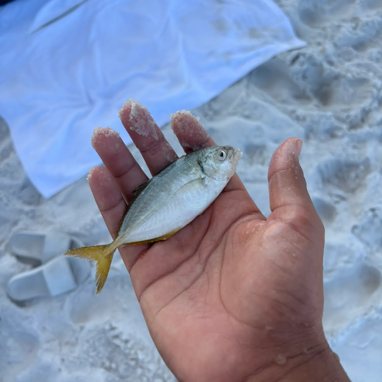 The most recent Leatherjack catches on Fishbrain