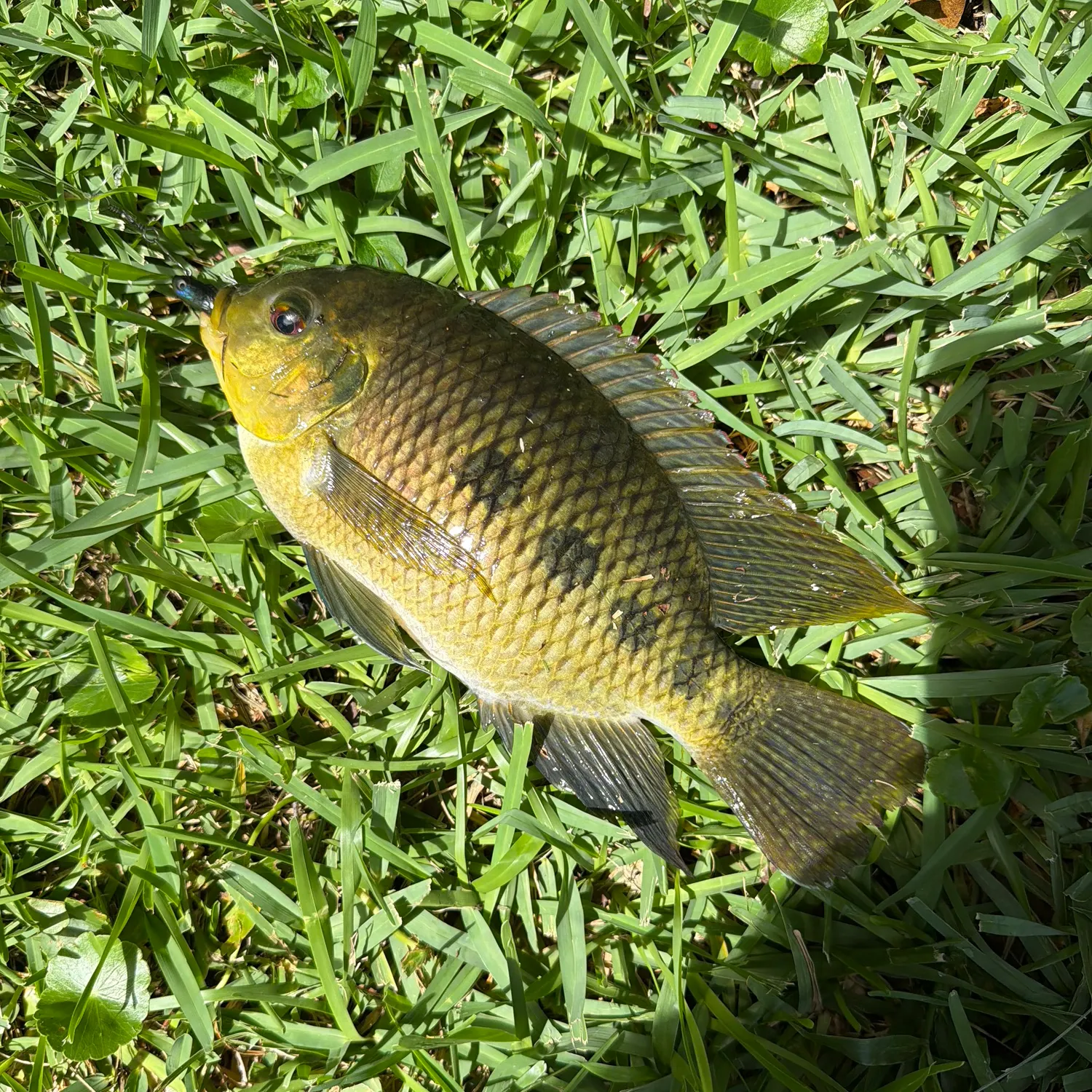 The most recent Spotted tilapia catches on Fishbrain